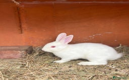 Mixed Breed rabbits for sale: Lovely white rabbit  - Image 1