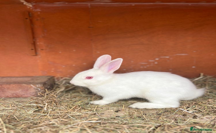 Mixed Breed rabbits - Advert 1