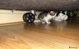 Mixed Breed cats for sale: FREE KITTENS ready 4home💖2 kittens open to offers - Image 13