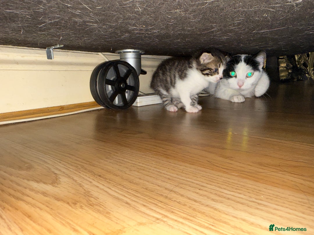 Mixed Breed cats for sale: FREE KITTENS ready 4home💖2 kittens open to offers - Image 13