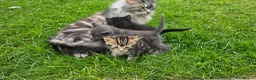 Mixed Breed cats for sale: Mixed Gray British Shorthair kittens 🩶 - Advert 13