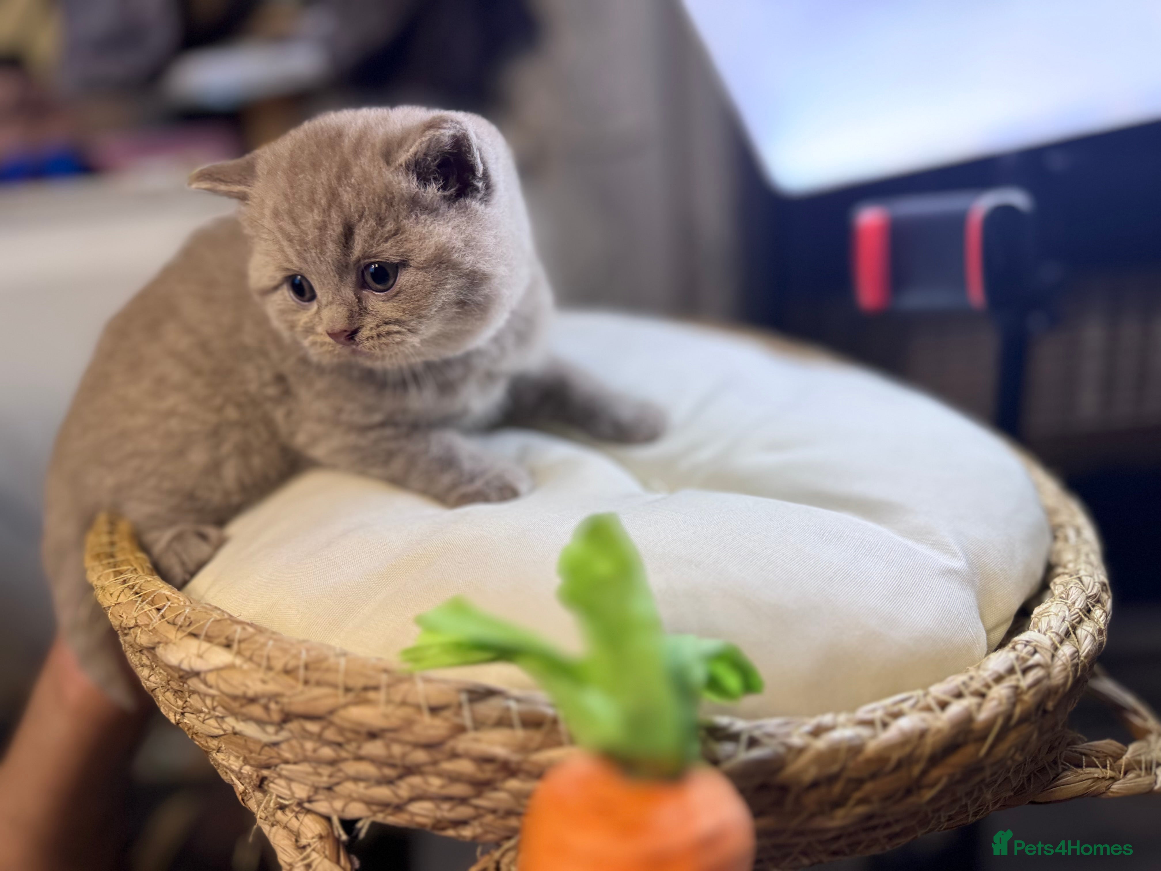 British Shorthair cats 2 Gorgeous kittens left. GCCF registered BSH  - Advert 1