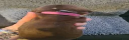 Mixed Breed dogs for sale: Dalmatian cross Dachshund puppies - Advert 6