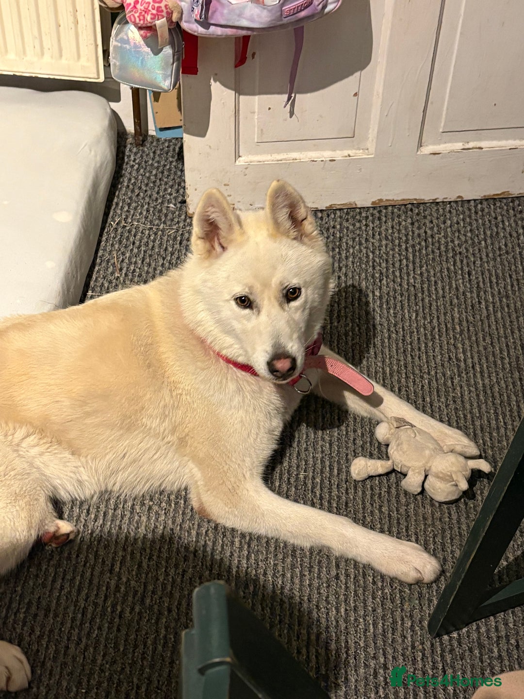 Siberian Husky dogs for sale: 8 month old female husky  - Advert 5