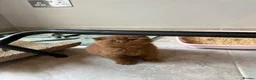 British Shorthair cats for sale: Cinnamon female Gccf - Advert 11