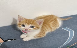 Mixed Breed cats for sale: RARE FEMALE KITTEN *AVAILABLE* - Image 4