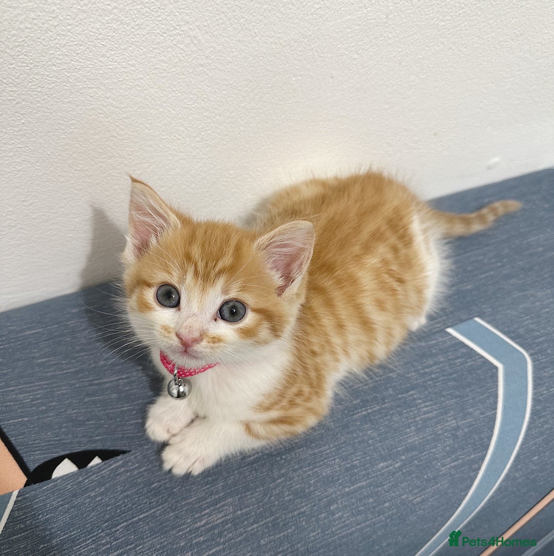 Mixed Breed cats for sale: RARE FEMALE KITTEN *AVAILABLE* - Image 4