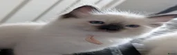 Ragdoll cats for sale: Beautiful Ragdoll Kittens  - Advert 3
