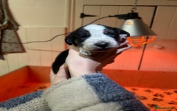 Mixed Breed dogs for sale: Australian Kelpie/Cocker Spaniel Puppies  - Advert 4