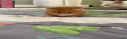 British Longhair cats for sale: Stunning fluff balls blh cross  - Advert 8