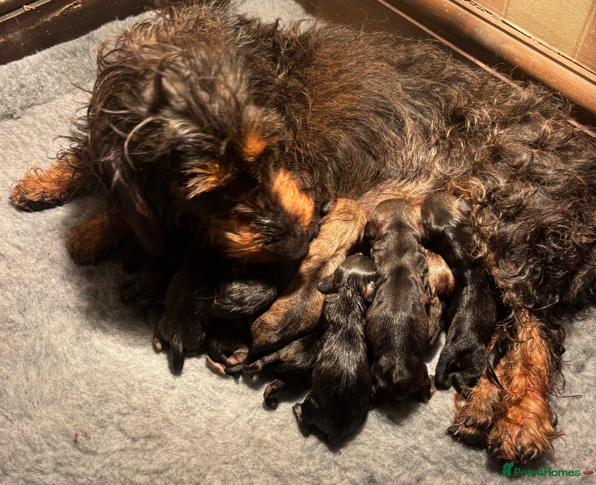 Dachshund dogs for sale: Beautiful Pedigree Wire-Haired Dachshund Puppies - Advert 2