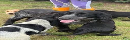 Cocker Spaniel dogs for sale: Cocker Spaniel puppies  - Advert 16