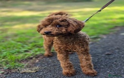 Miniature Poodle dogs for sale: STUNNING SOLID DARK RED FEMALE POODLE - Image 1