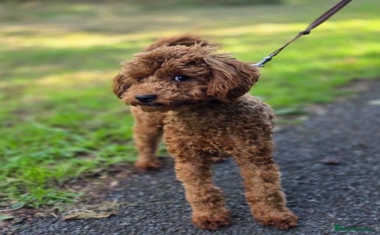 Miniature Poodle dogs - Advert 2