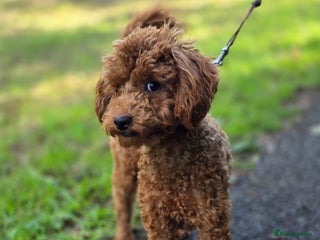 Miniature Poodle dogs - Advert 26