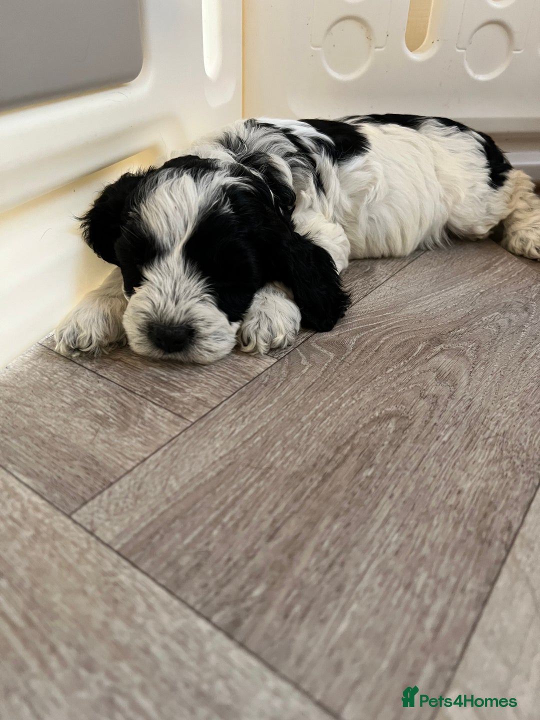 Cockapoo dogs for sale: F1 Cockapoo puppies  - Image 3