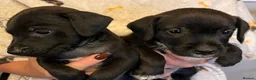 Patterjack dogs for sale: Patterdale x Jack Russell  - Advert 1