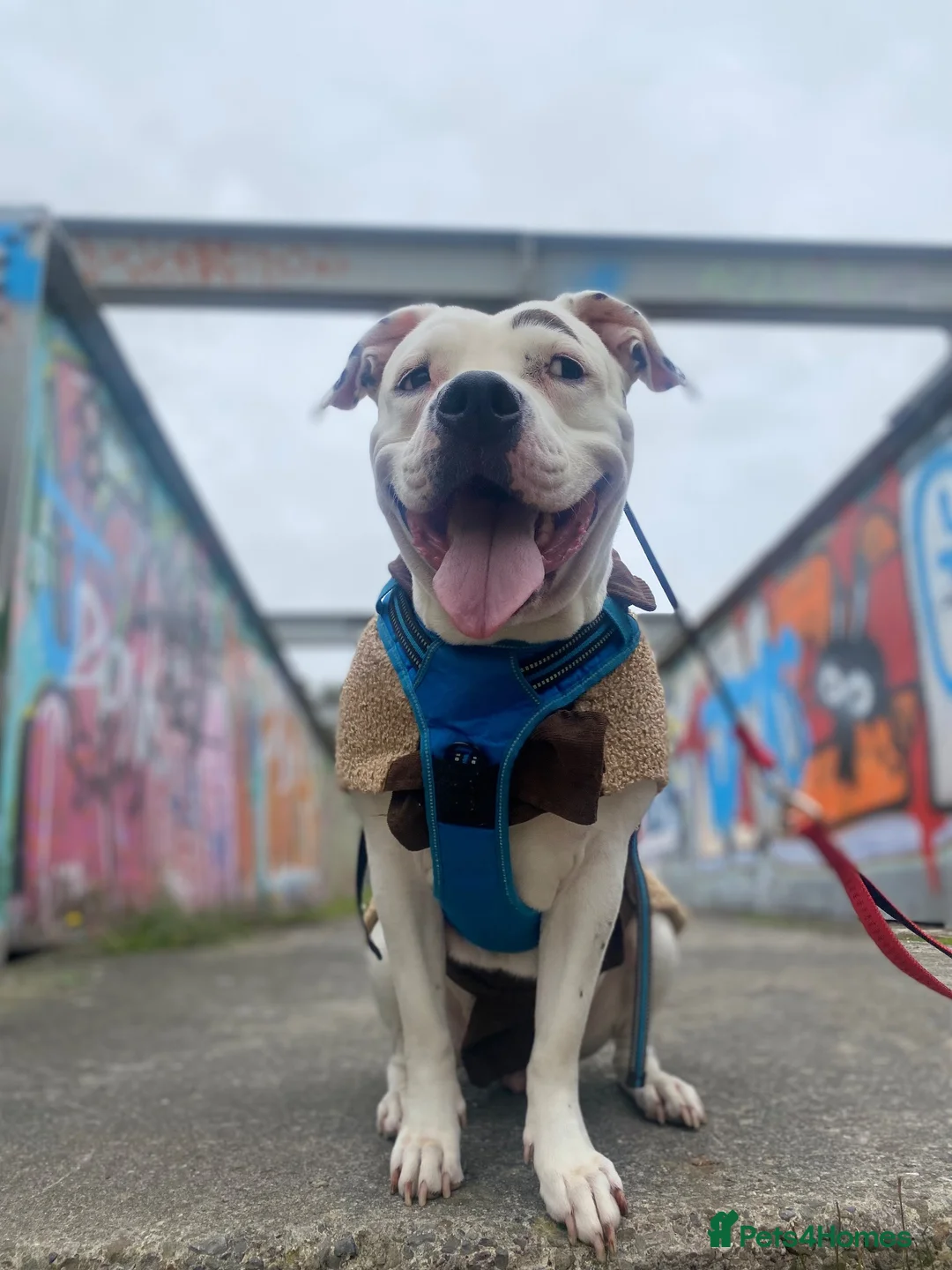 Mixed Breed dogs for sale: Staffy x mixed breed - Advert 2