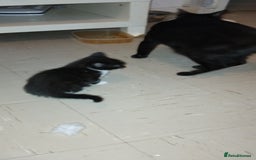 Mixed Breed cats for sale: 3 Kittens for Sale  - Image 2