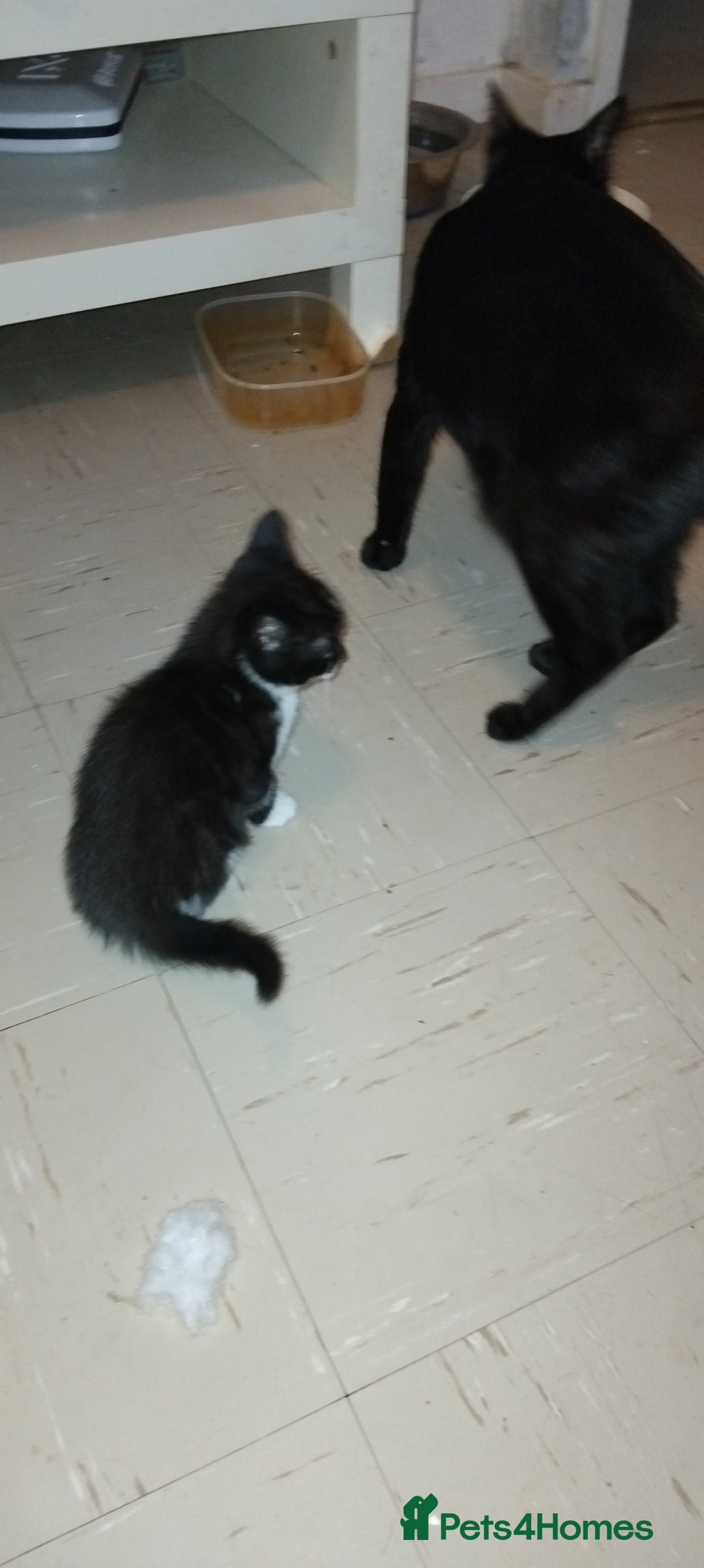 Mixed Breed cats for sale: 3 Kittens for Sale  - Image 2