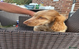 Cocker Spaniel dogs for sale: Show cocker spaniels in Doncaster - Image 28