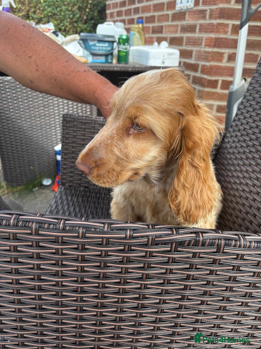 Cocker Spaniel dogs for sale: Show cocker spaniels in Doncaster - Image 28