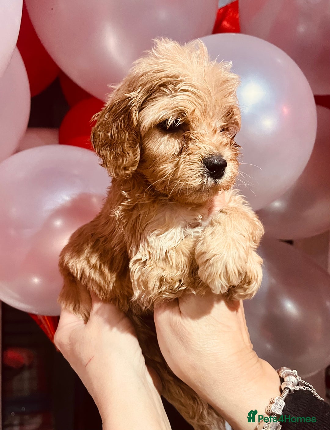 Cockapoo dogs for sale: ⭐️EXTENSIVELY HEALTH TESTED, COCKAPOO F1B GIRL⭐️ - Advert 3