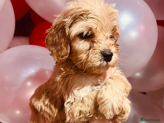 Cockapoo dogs ⭐️OUTSTANDING, HIGH QUALITY Cockapoo F1B Puppies⭐️ - Advert 9