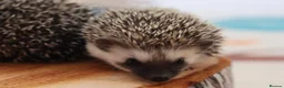 Pygmy Hedgehog rodents for sale: Three beautiful boys for sale - Advert 11