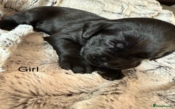 Labrador Retriever dogs for sale: Labrador puppies  - Image 6