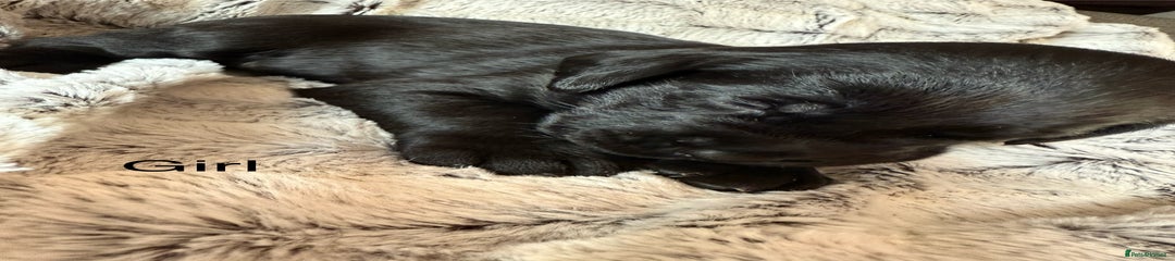 Labrador Retriever Puppy 5