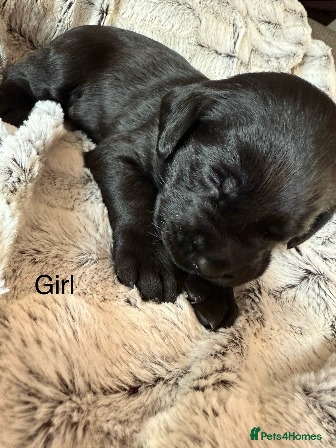 Labrador Retriever dogs for sale: Labrador puppies  - Image 6