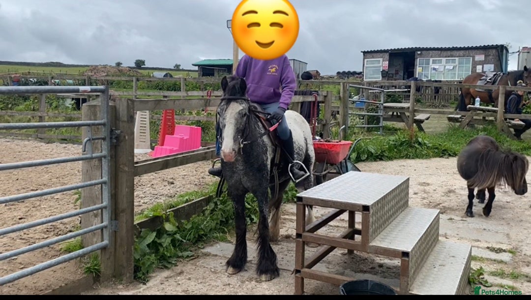 Riding pony horses for sale: Lula - 4yrs 12.2hh (still bum high) in Chesterfield - Image 5