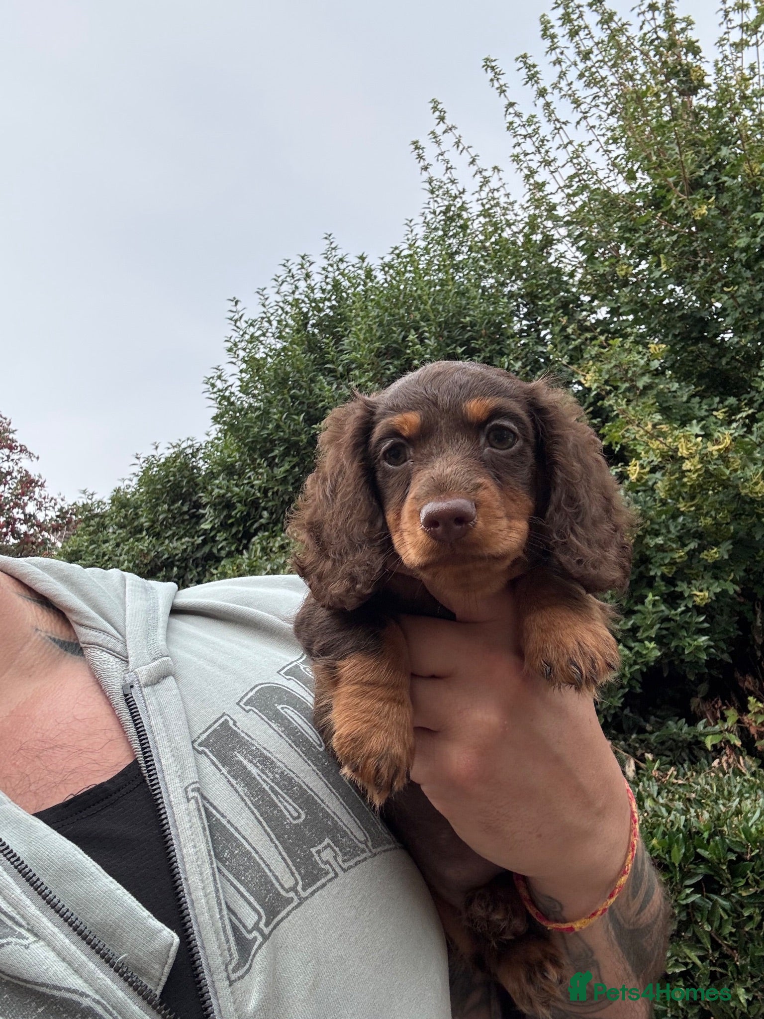 Miniature Dachshund dogs Miniature dachshund long haired - Advert 2
