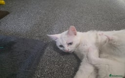 Turkish Angora cats for sale: Turkish angora kittens - Image 12