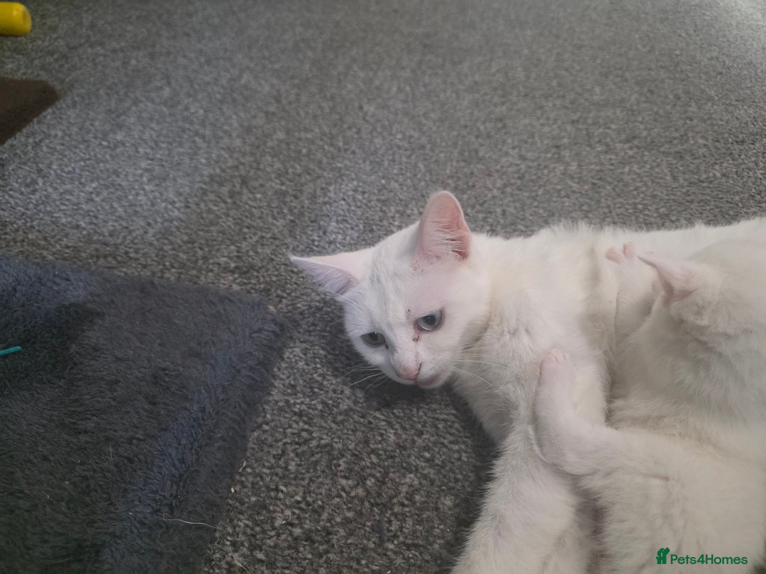 Turkish Angora cats for sale: Turkish angora kittens - Image 12