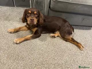 Mixed Breed dogs Rehoming Rolo - Advert 16