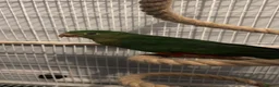 Parrots birds for sale:  Female Australian king parrot with set up - Advert 7