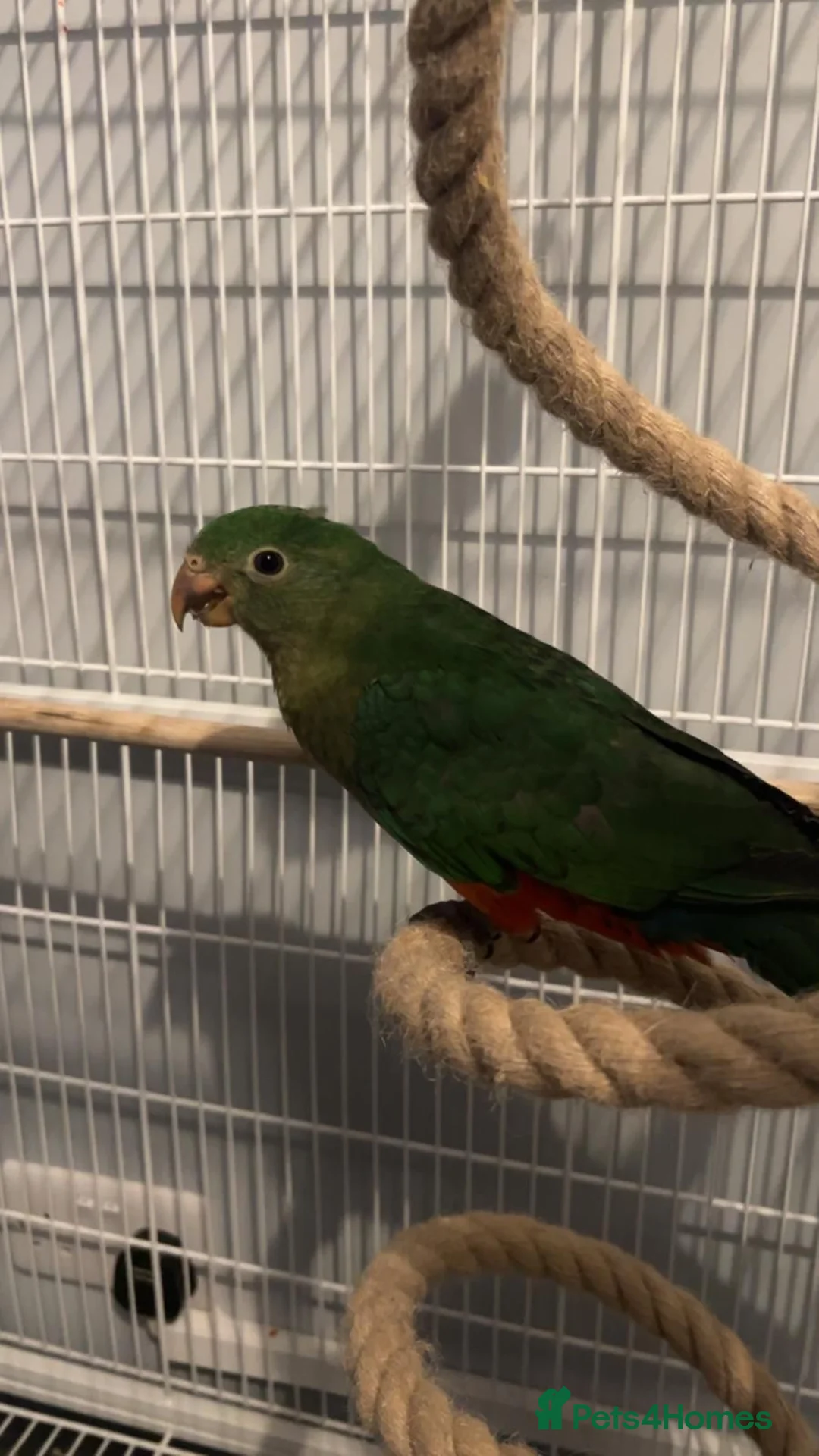 Parrots birds for sale:  Female Australian king parrot with set up - Advert 7