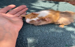 Guinea Pig rodents for sale: Guinea Pigs  - Image 5