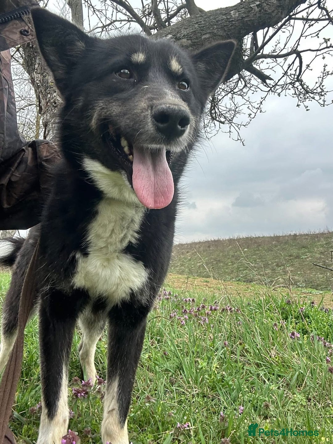Mixed Breed dogs for adoption: Renato - Norwich Norfolk  - Image 17