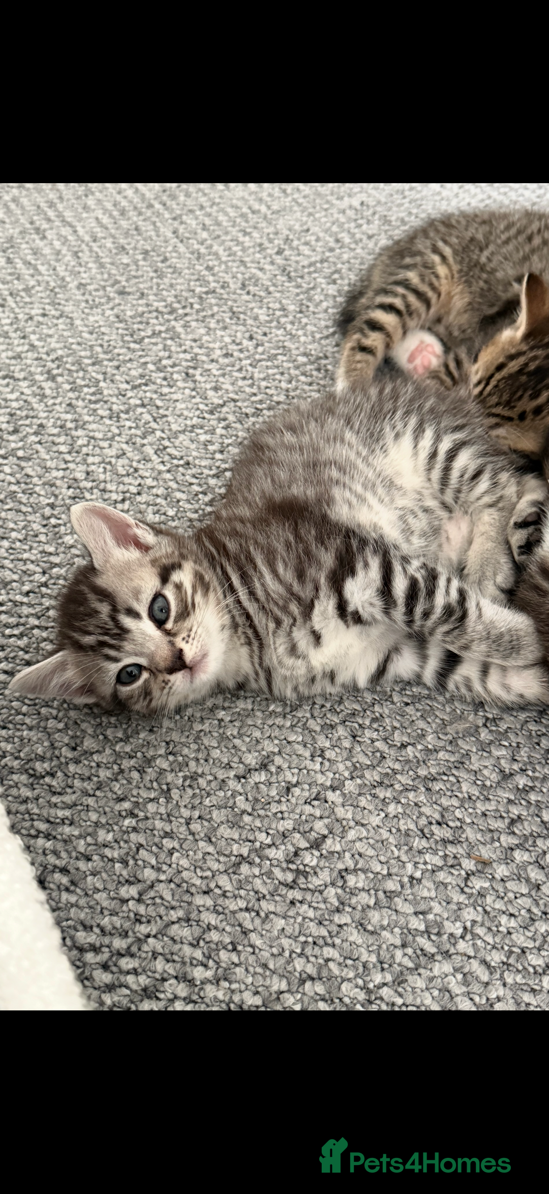 British Shorthair cats for sale: Beautiful half BSH Kittens  - Image 5