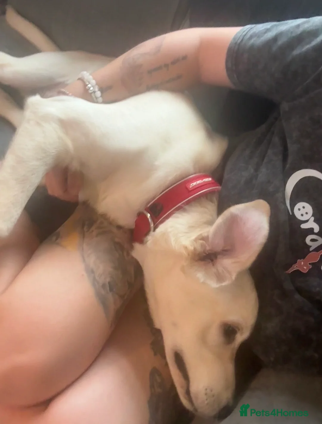 Labrador Retriever dogs for sale: Female Labrador rehome  - Advert 2