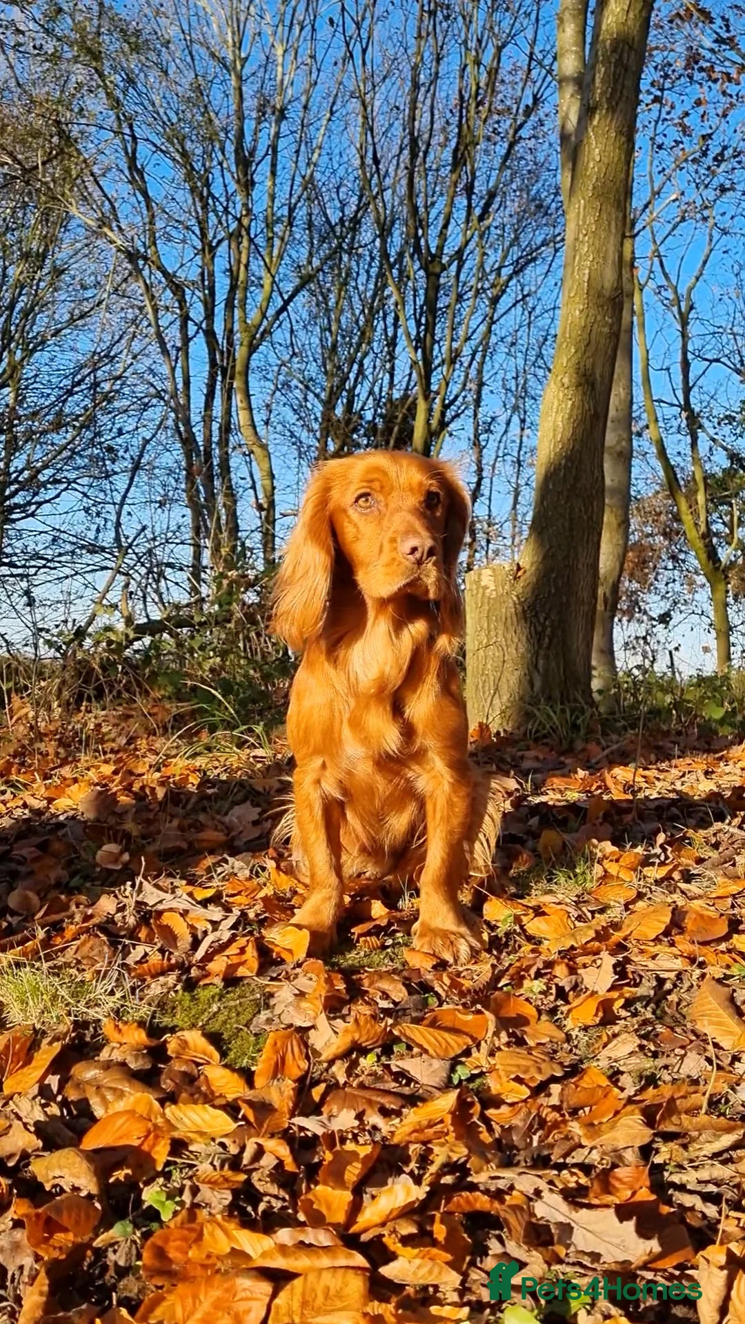Cocker Spaniel dogs for stud: Red Working Cocker Spaniel KC and Health Tested in Shrewsbury - Advert 8