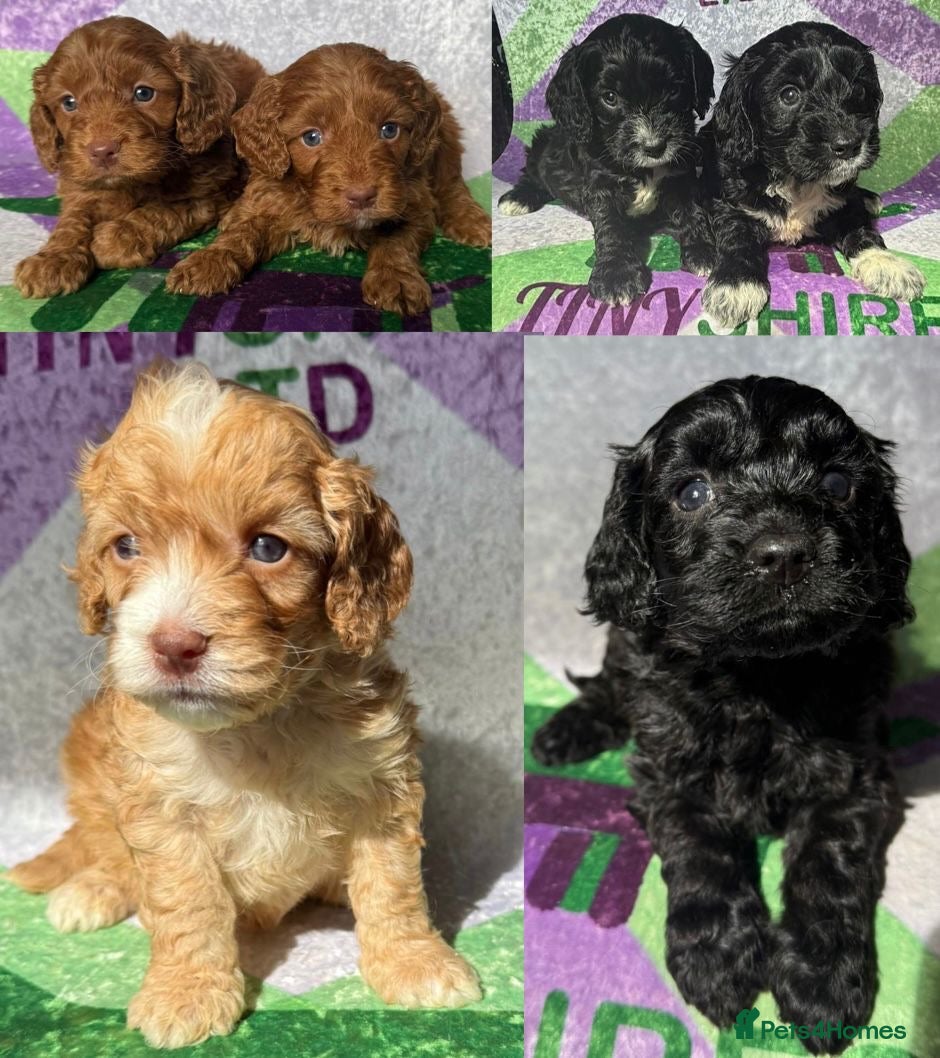 Cockapoo dogs F1 various mini cockapoos 30 dna health tested clr - Advert 1
