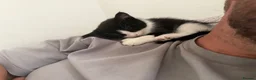 Mixed Breed cats for sale: Part Maine coone kittens  - Advert 6