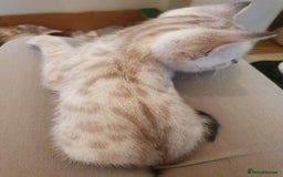 Bengal cats for sale: Pure Bengal kittens for sale - Image 8