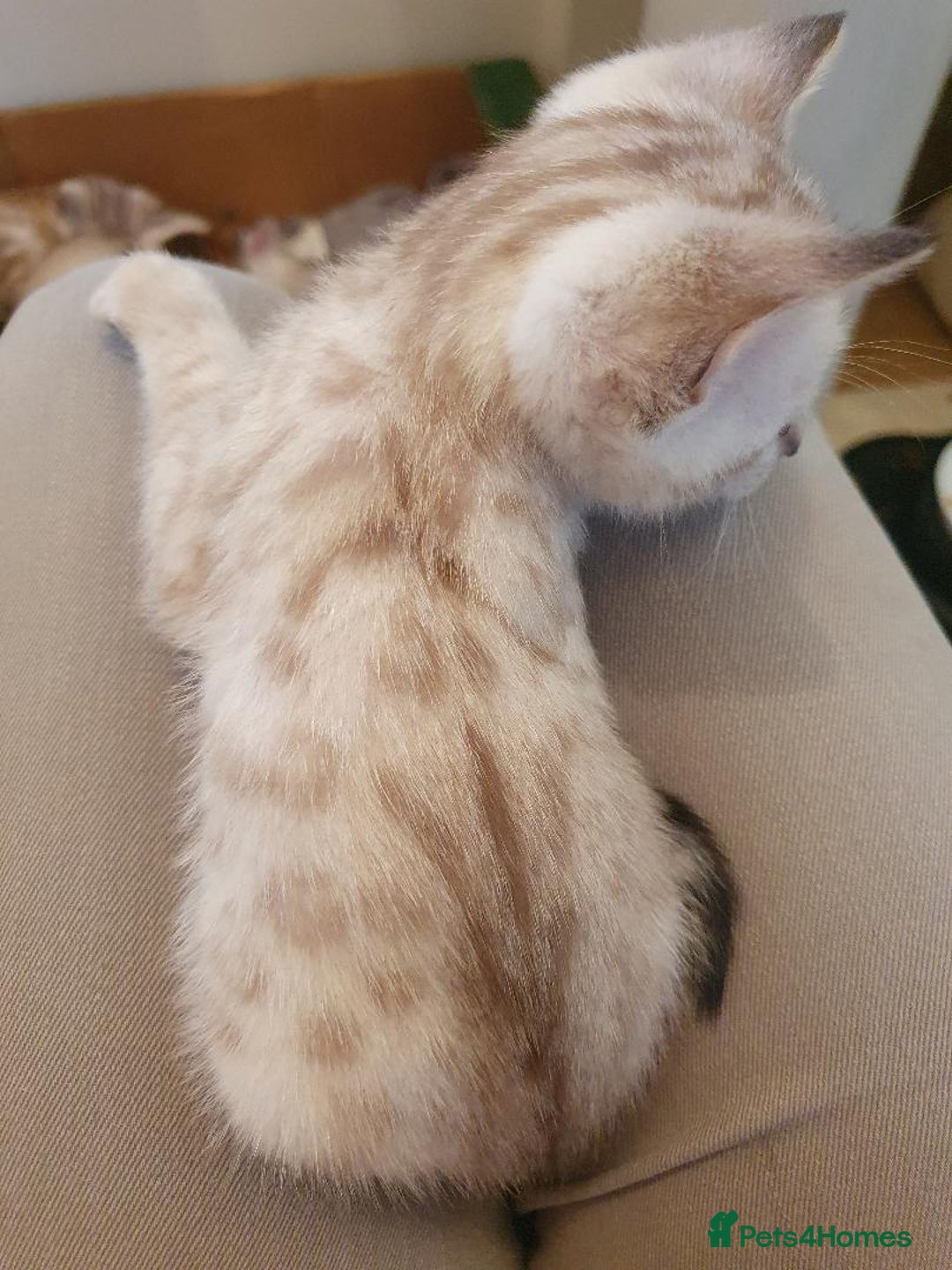 Bengal cats for sale: Pure Bengal kittens for sale - Image 8