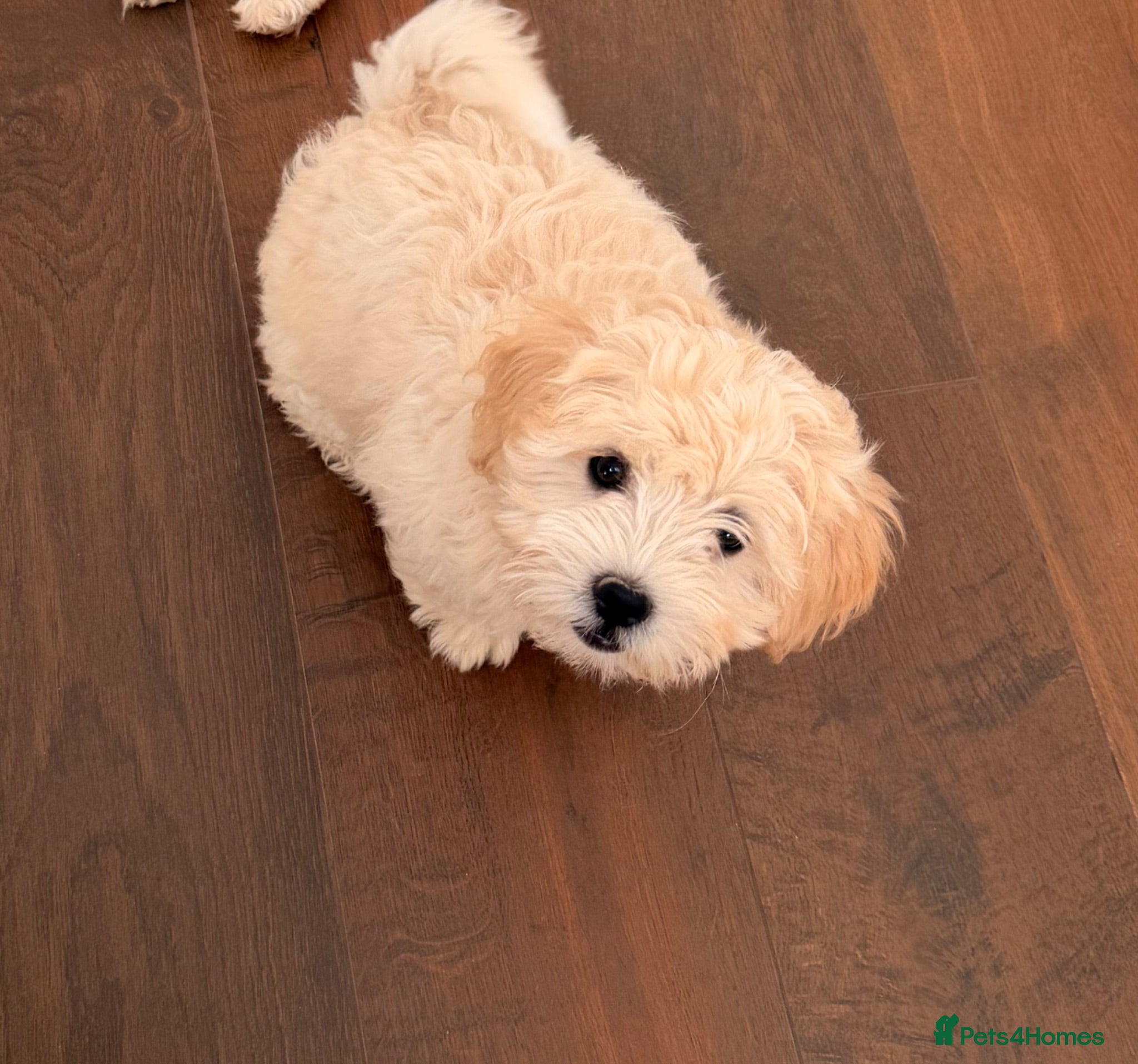 Bichon Frise dogs One puppy looking for his forever home 🤍 - Advert 4