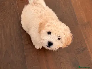 Bichon Frise dogs One puppy looking for his forever home 🤍 - Advert 6